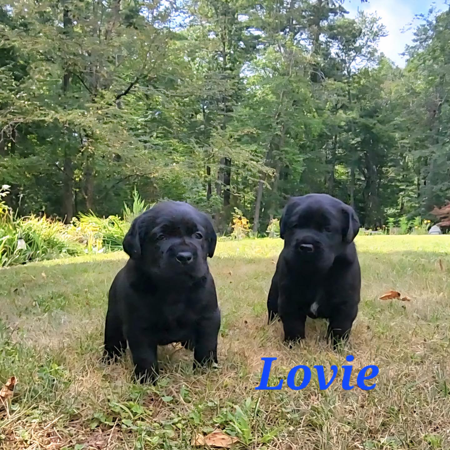 Black Lab Puppies