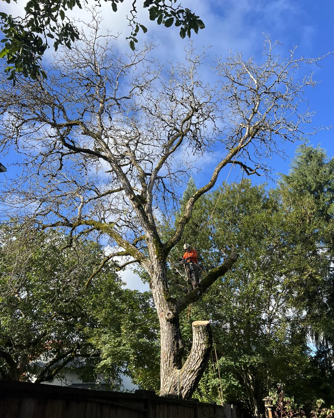 Alex's Quality Tree Service Image