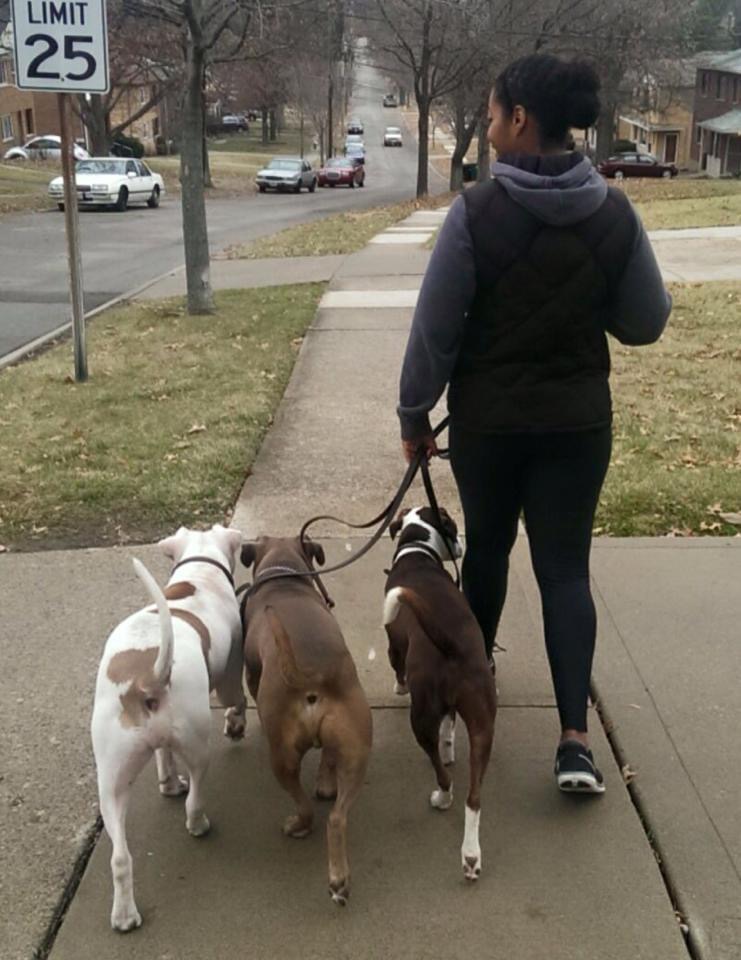 Underdog K-9 Academy LLC Image