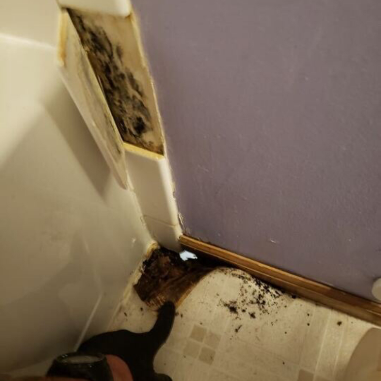 Shambaugh Cleaning & Restoration Image