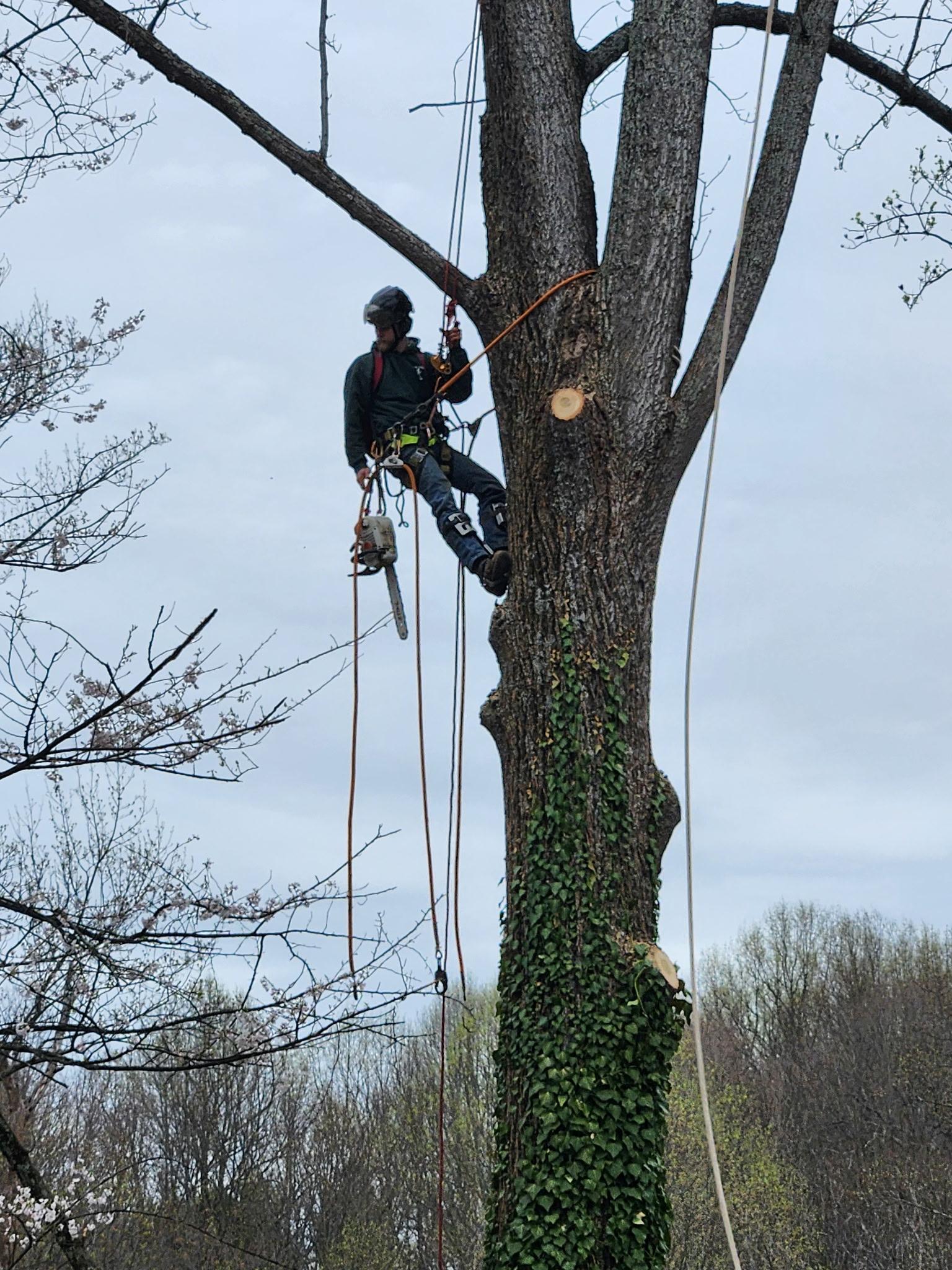 Keil Tree Experts Inc Image