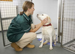 Gaithersburg Animal Hospital Photo