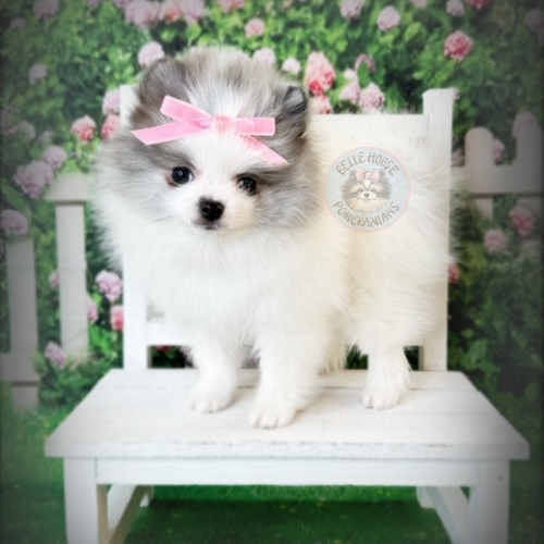 Belle House Pomeranians Image