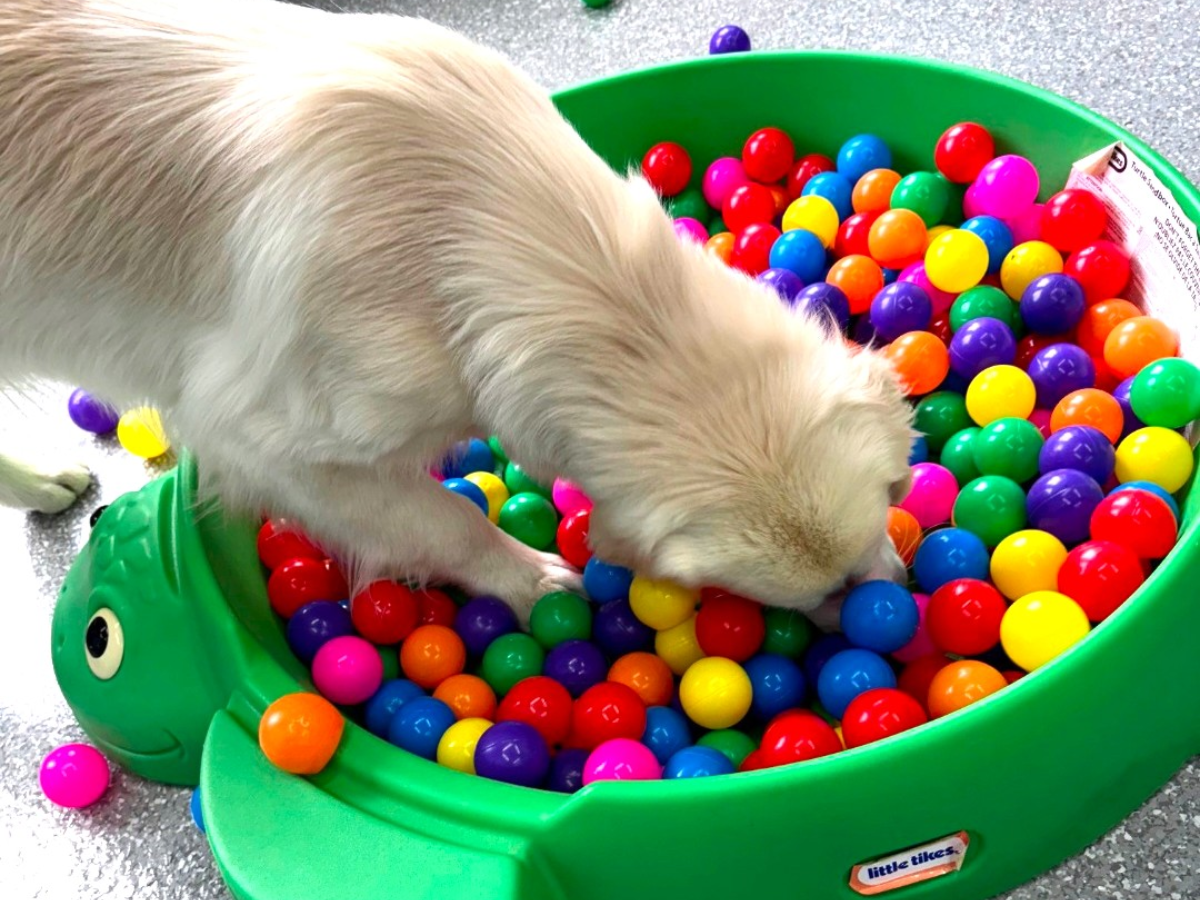 Dog Playcare