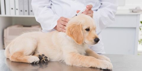 Why You Should Schedule Puppy Shots