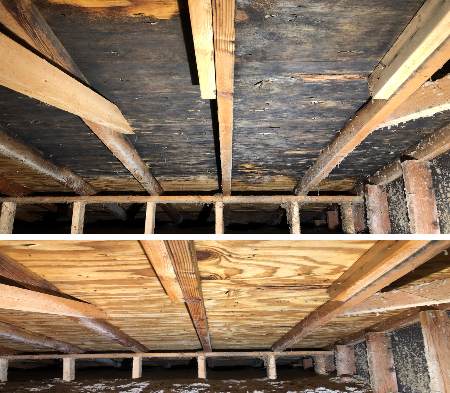 Mold Removal in attic