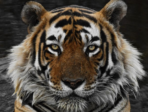 Tiger Process Services LLC Image