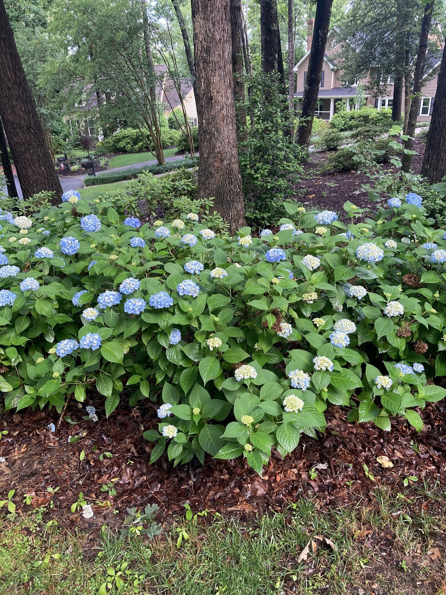 Fresh Start Landscape Image