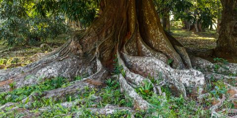 Sherwood's Tree Service Image