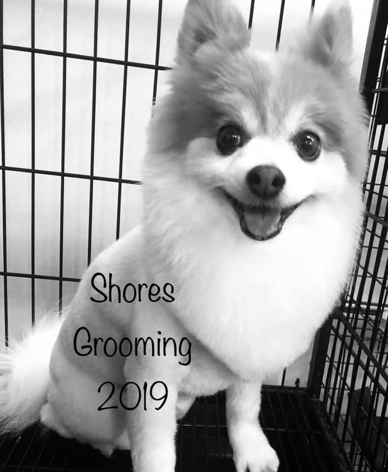 Shores Grooming Photo