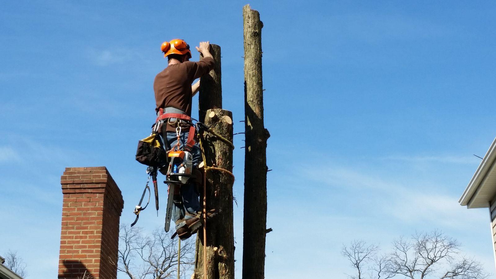 Keil Tree Experts Inc Image