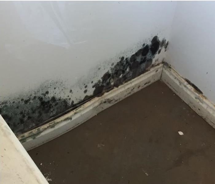 Got mold? Don't worry. SERVPRO is available 24/7/365. when disaster strikes, trust SERVPRO!