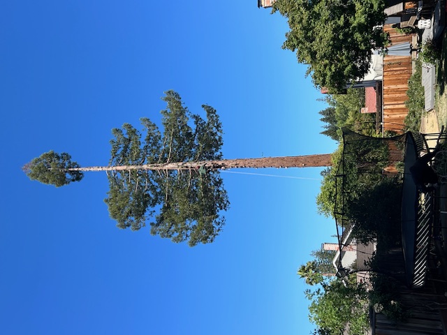 Revival Tree Service Image