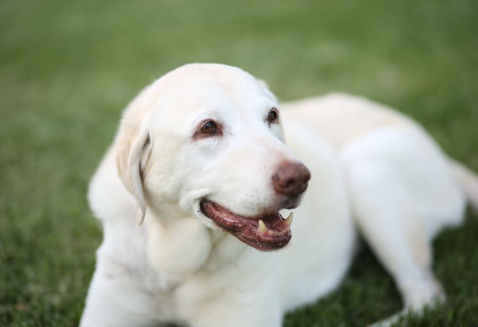 Cedar Hill Animal Clinic Photo