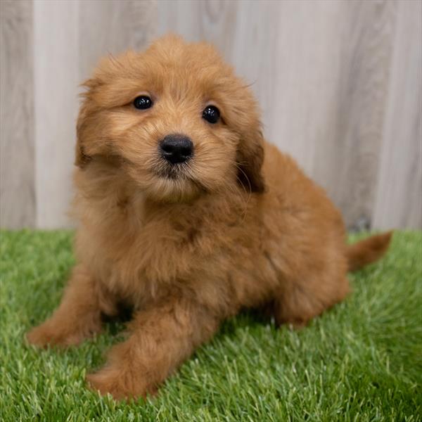 Select A Puppy, Inc. Image