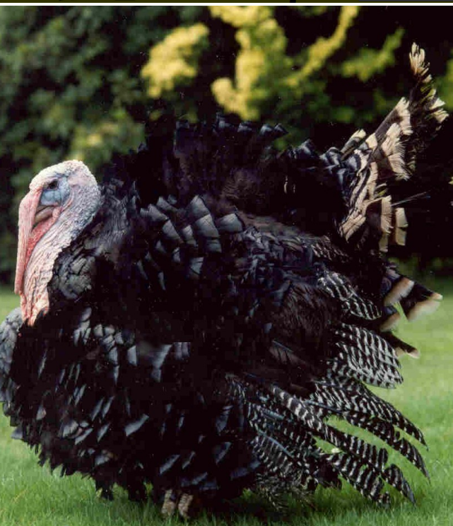 Turkey
