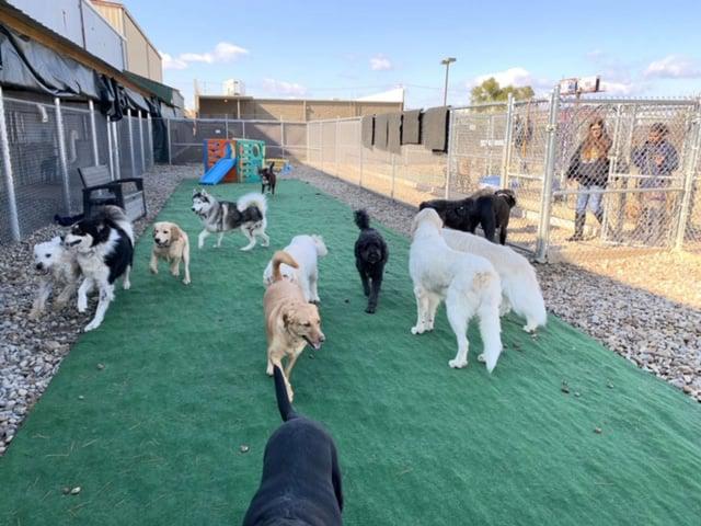 Daisy's Pet Playground Photo