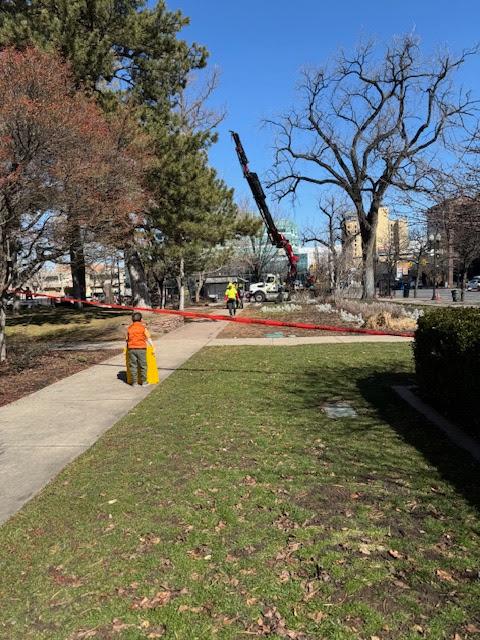 Clean Cuts Trees Image