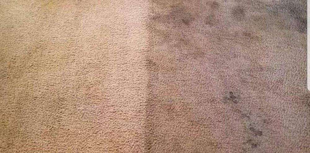 Veteran Carpet Cleaning Photo