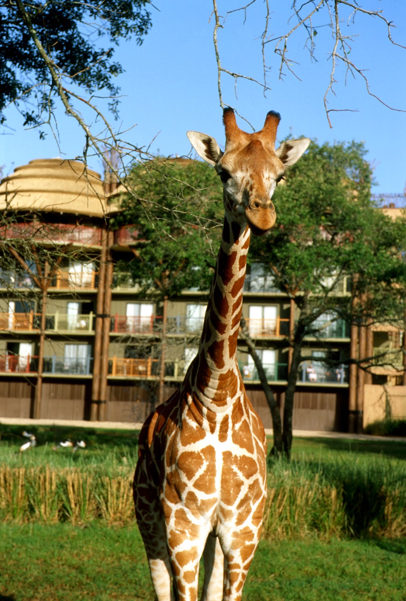 Disney's Animal Kingdom Lodge Photo