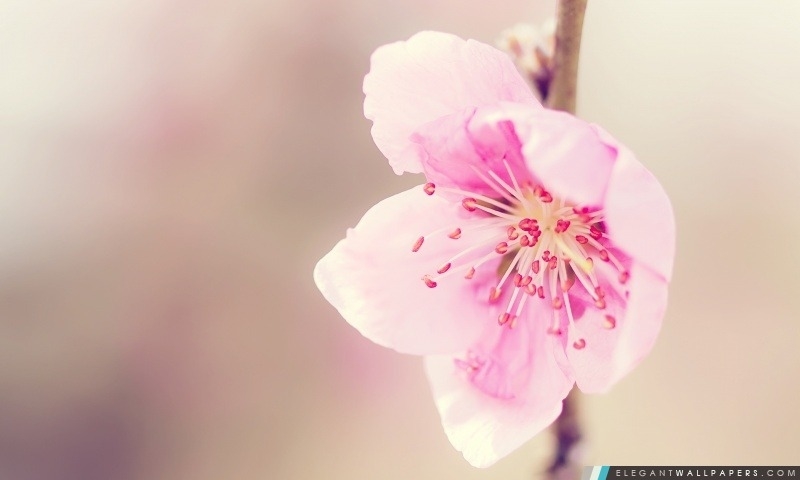 Images Marie Girard Psychotherapist