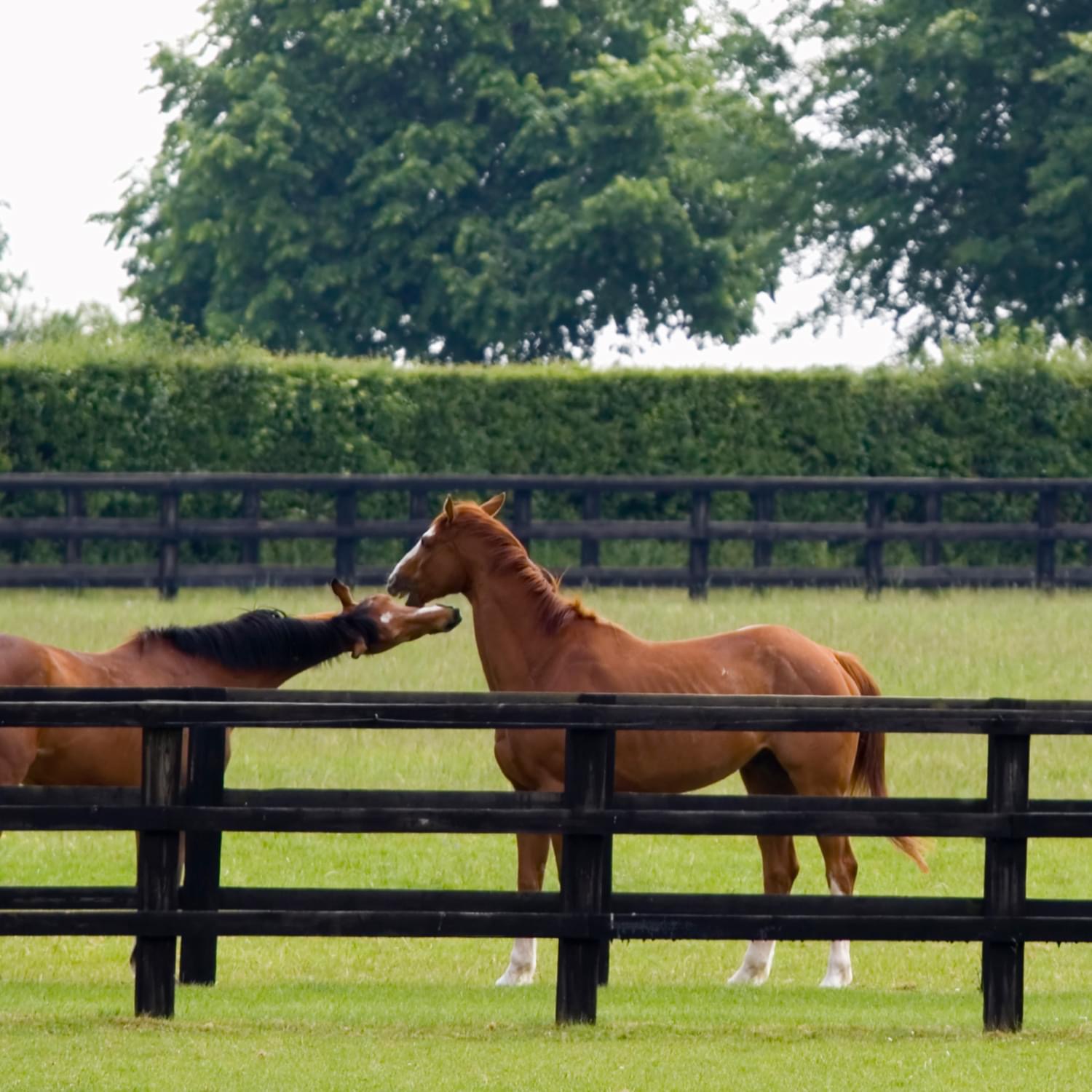 Top Rail Fence Pompano Beach Image