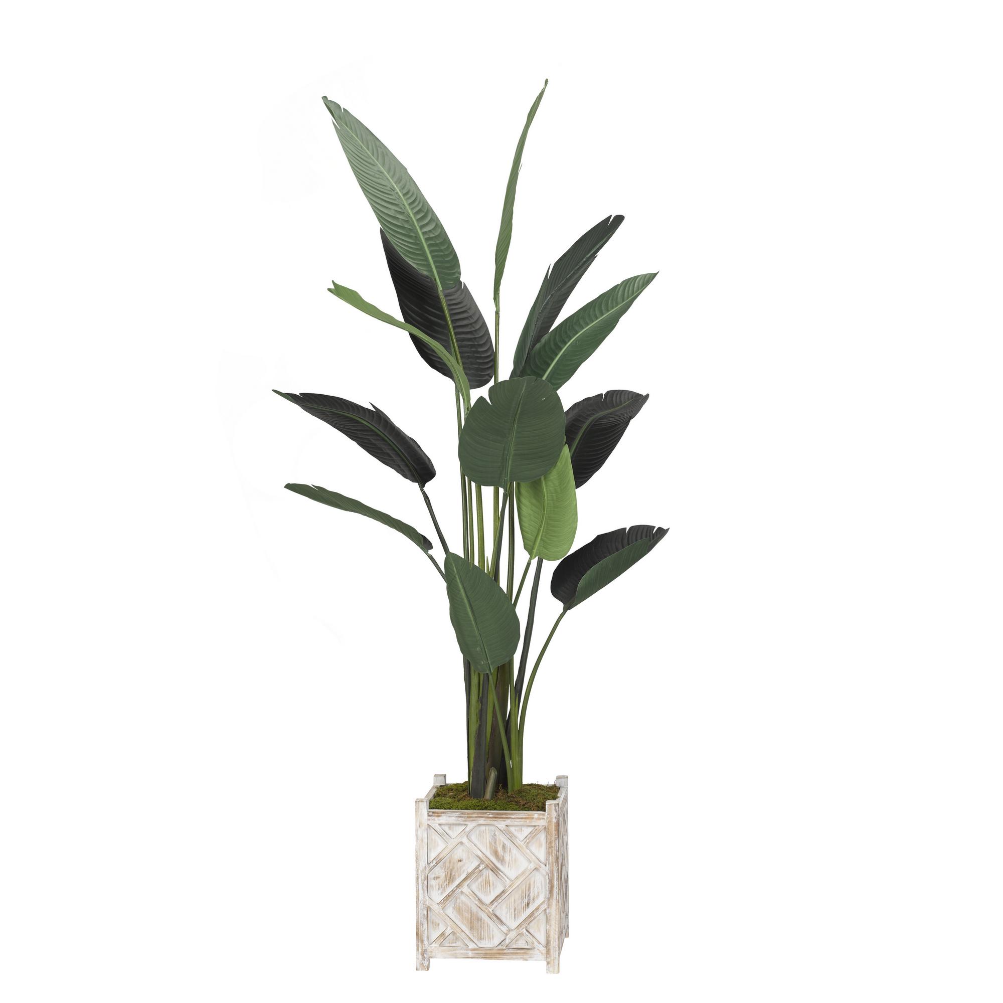 7' Traveler Palm in Wooden Planter