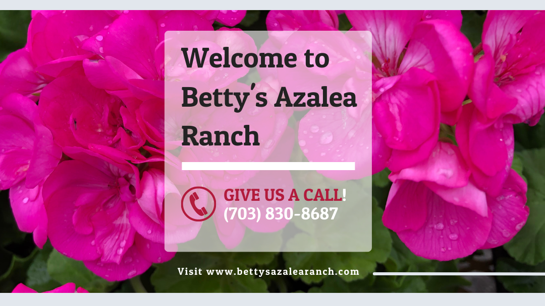 Betty's Azalea Ranch Image