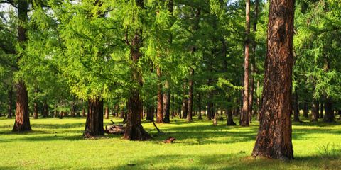 3 Signs of a Spruce Bark Beetle Infestation