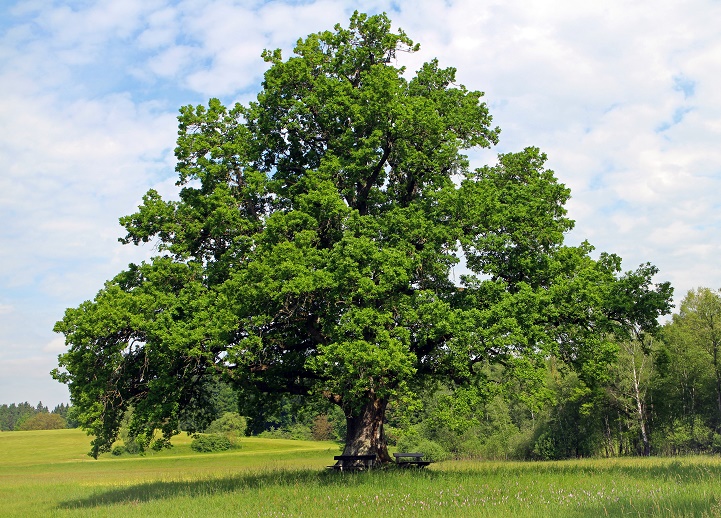 Oshan Trees Inc. Logo