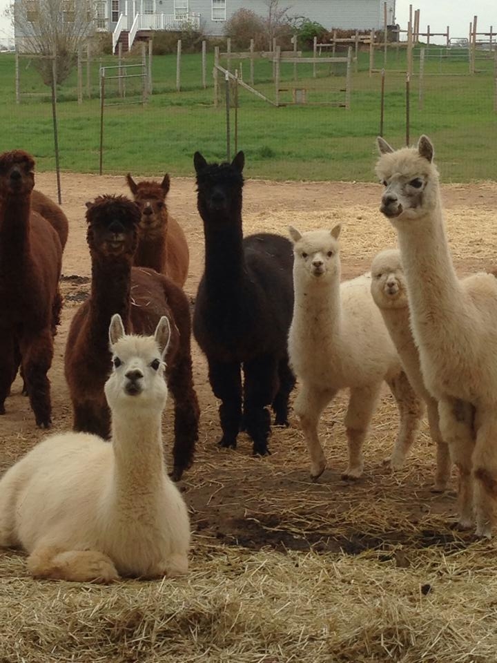 Quarry Critters Alpaca Ranch Coupons near me in ...