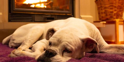 How to Protect Your Pets In Case of a House Fire