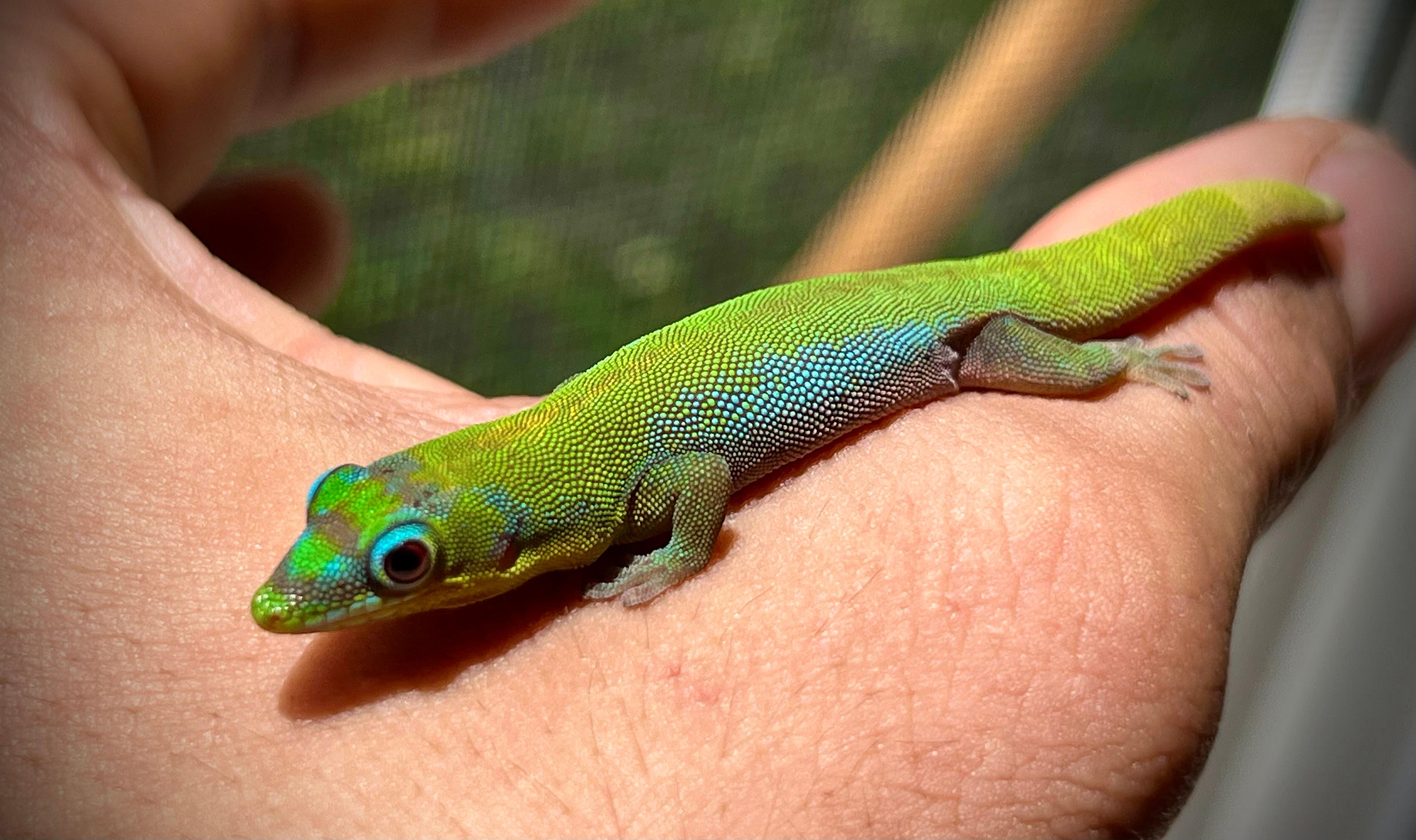 Terrarium Station Image
