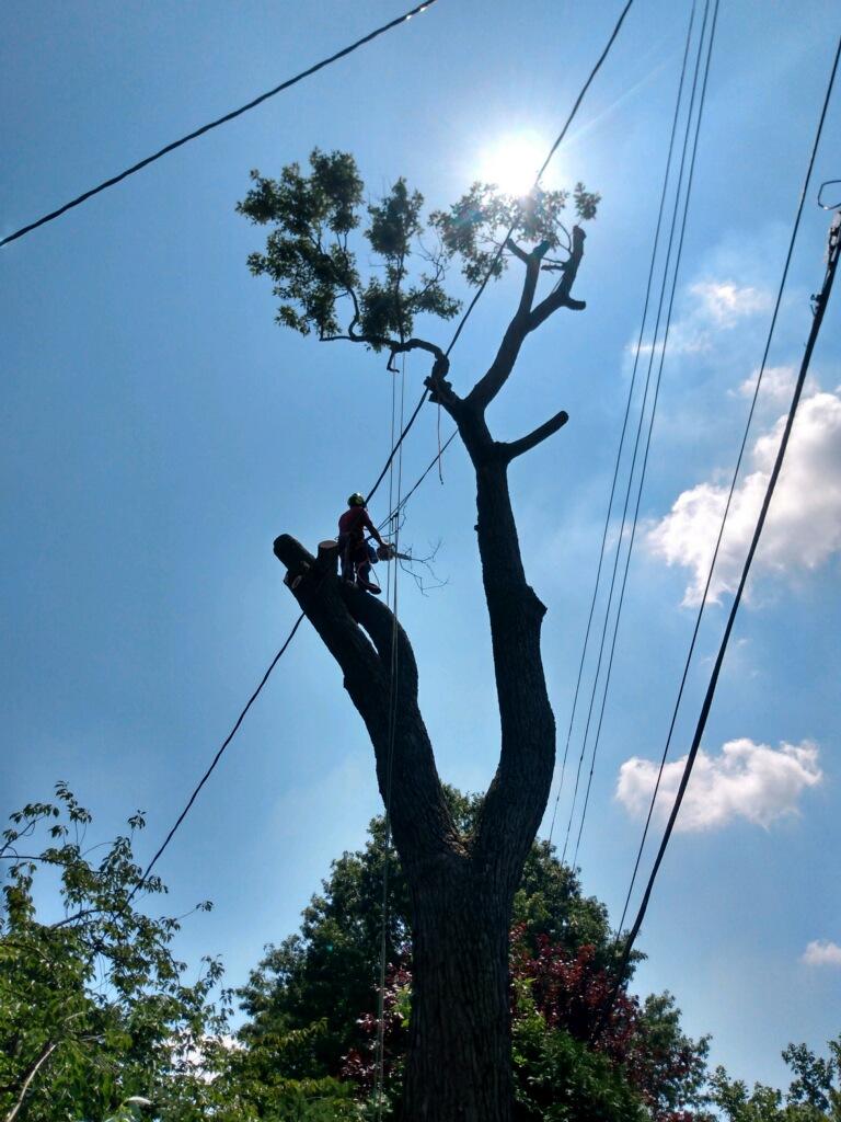 Taylor Expert Arborists - Tree Trimming and Tree Removal Services Image