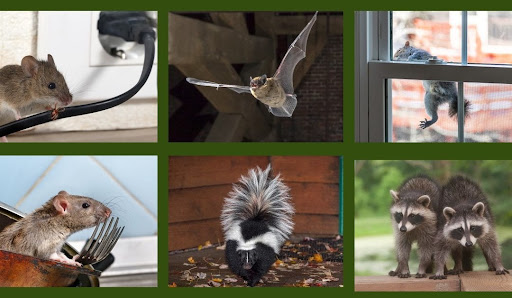 NJ Pest Control Image