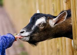 Goat Feed