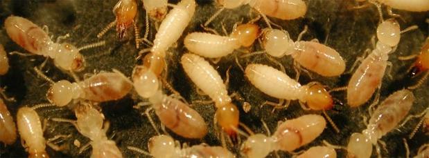 Images A-1 Termite & Pest Control Co.