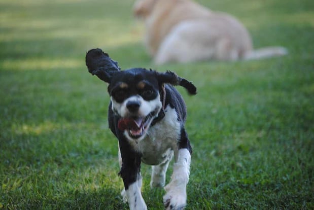 Images Saalo Farms Pampered Pet Boarding