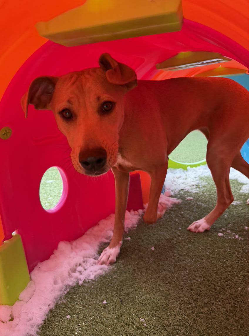 Marcie's Pet Spa Image