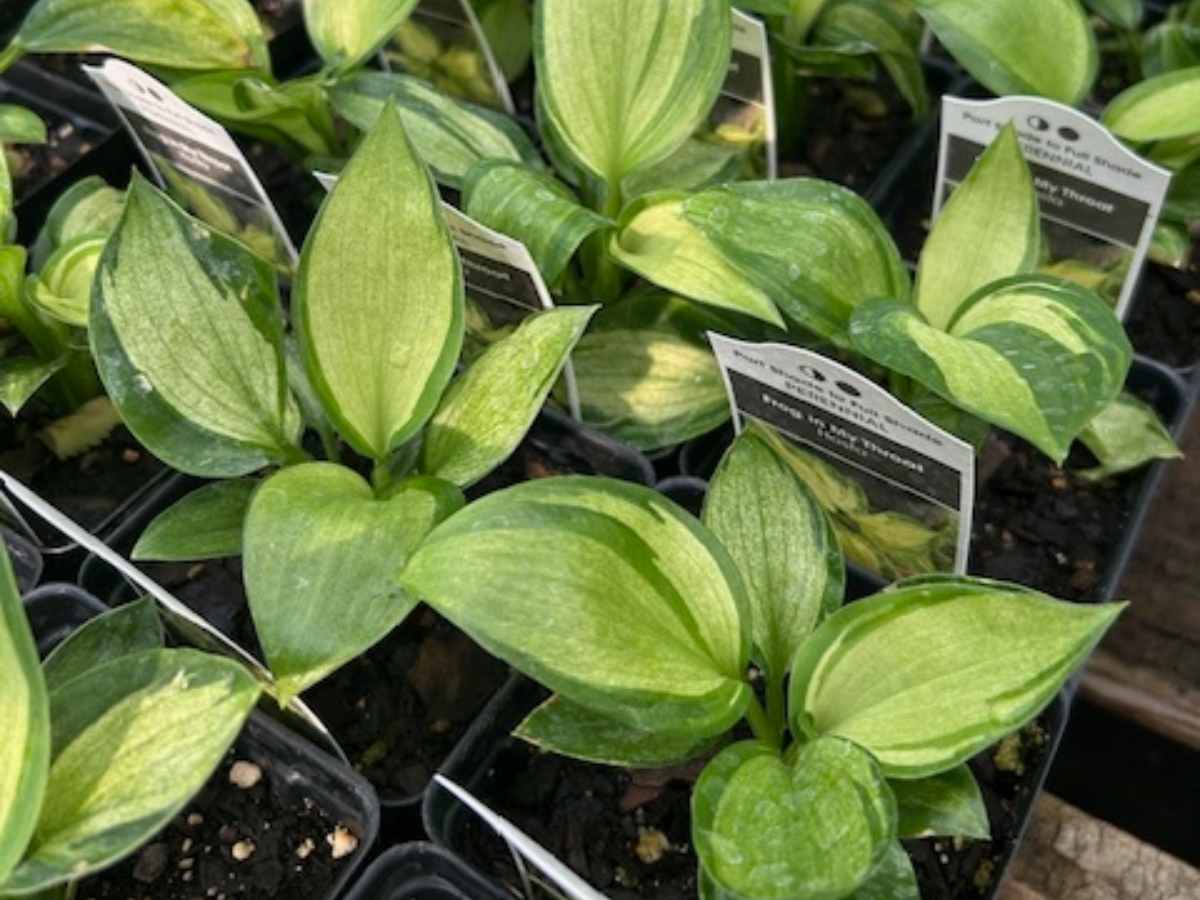 Frog In My Throat Hosta