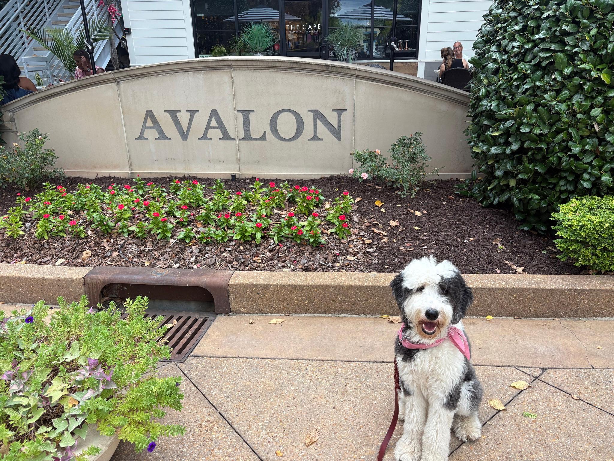 Comprehensive Pet Therapy, Inc. Image