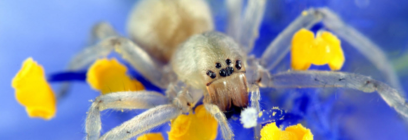 Eco-Pro Pest Services