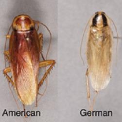 Bella Bugs Pest Control- Roaches