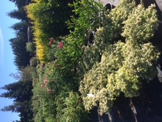 Nursery Beautiful Plants Photo