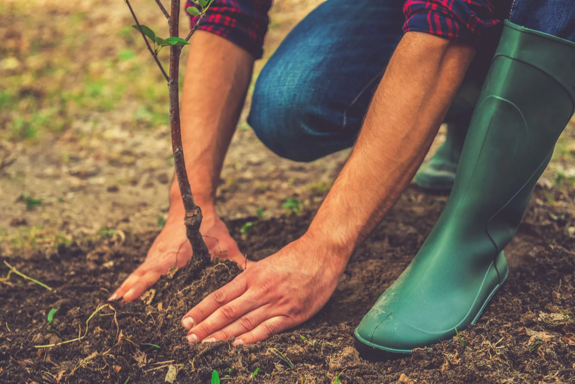 Tree Services