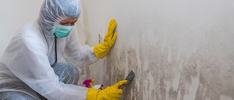 Mold Cleanup Services