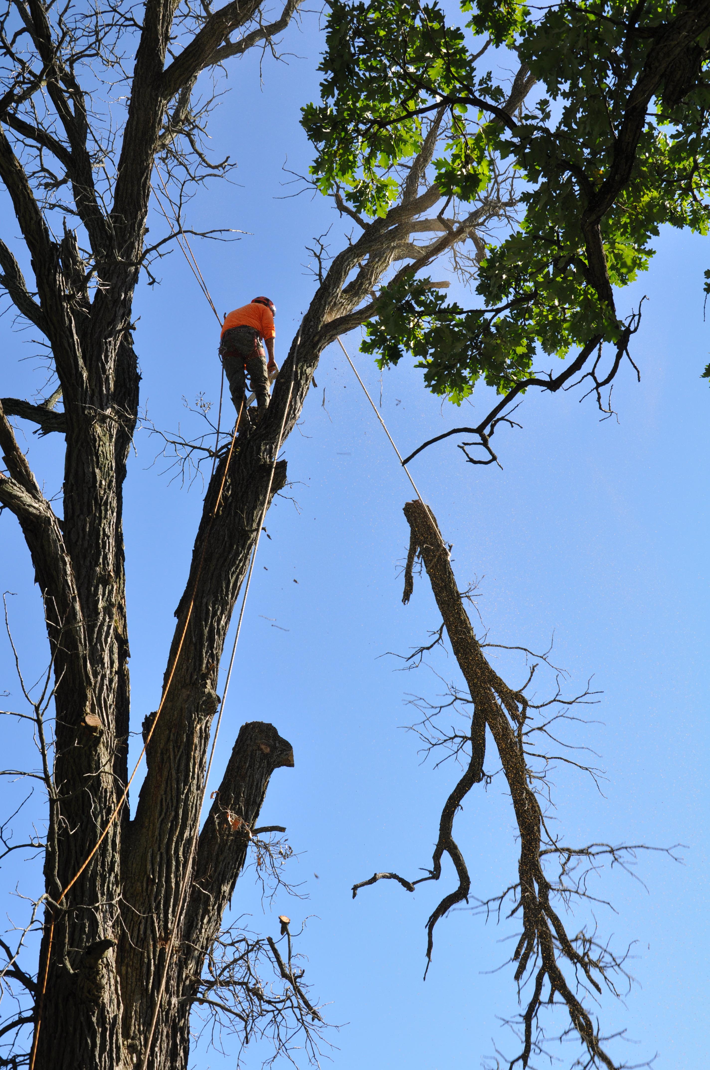 Gabriel's Tree Care Company Inc. Image