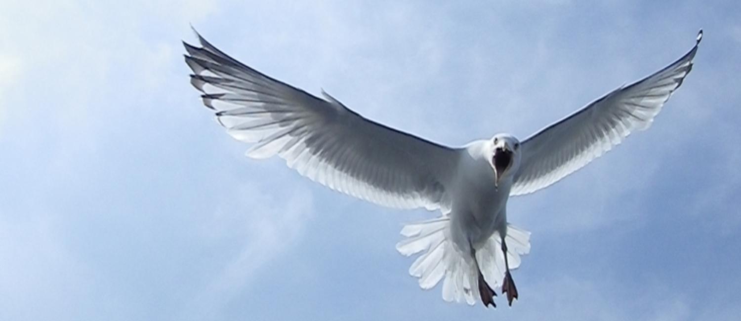 Migratory Bird Management Image