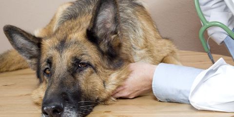 5 Symptoms of Canine Flu Every Dog Owner Needs to Know