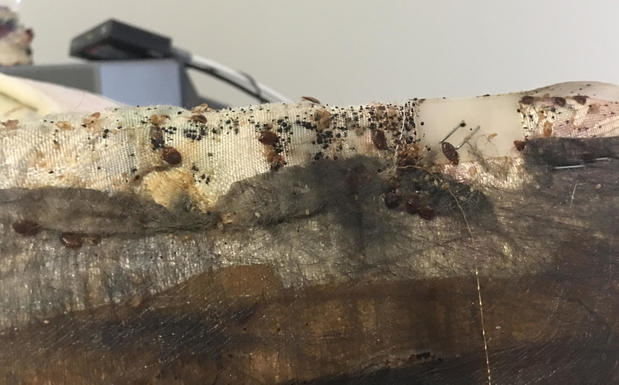 Images Hi-Tech Pest Control, LLC